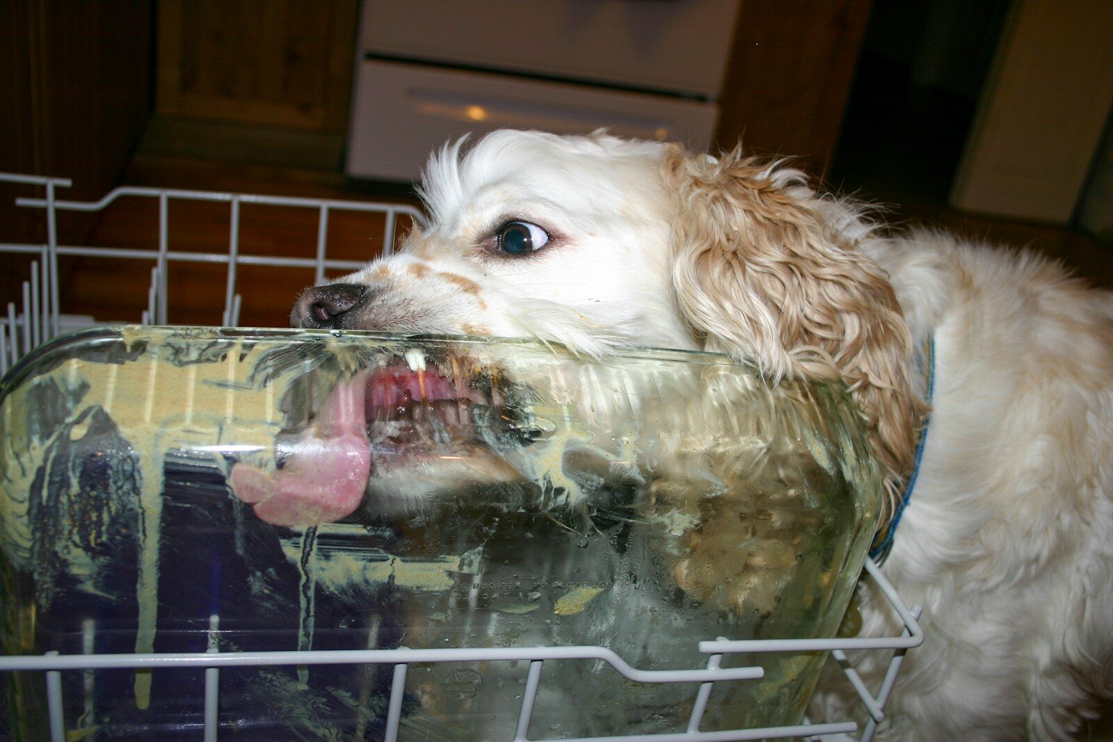 a dog with its mouth open in a dishwasher